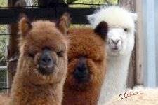 alpaca crias